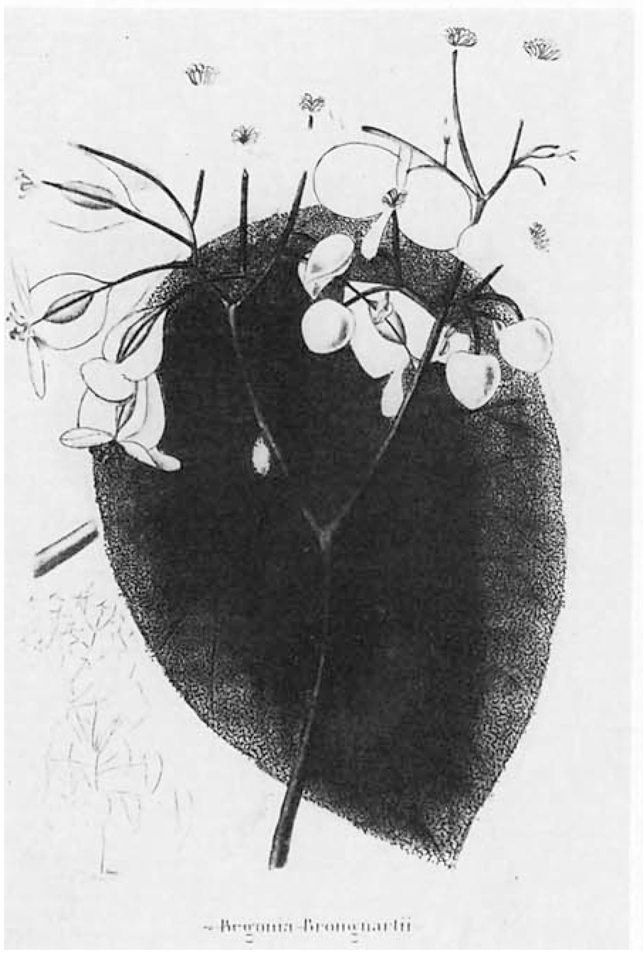 B. brongniartii